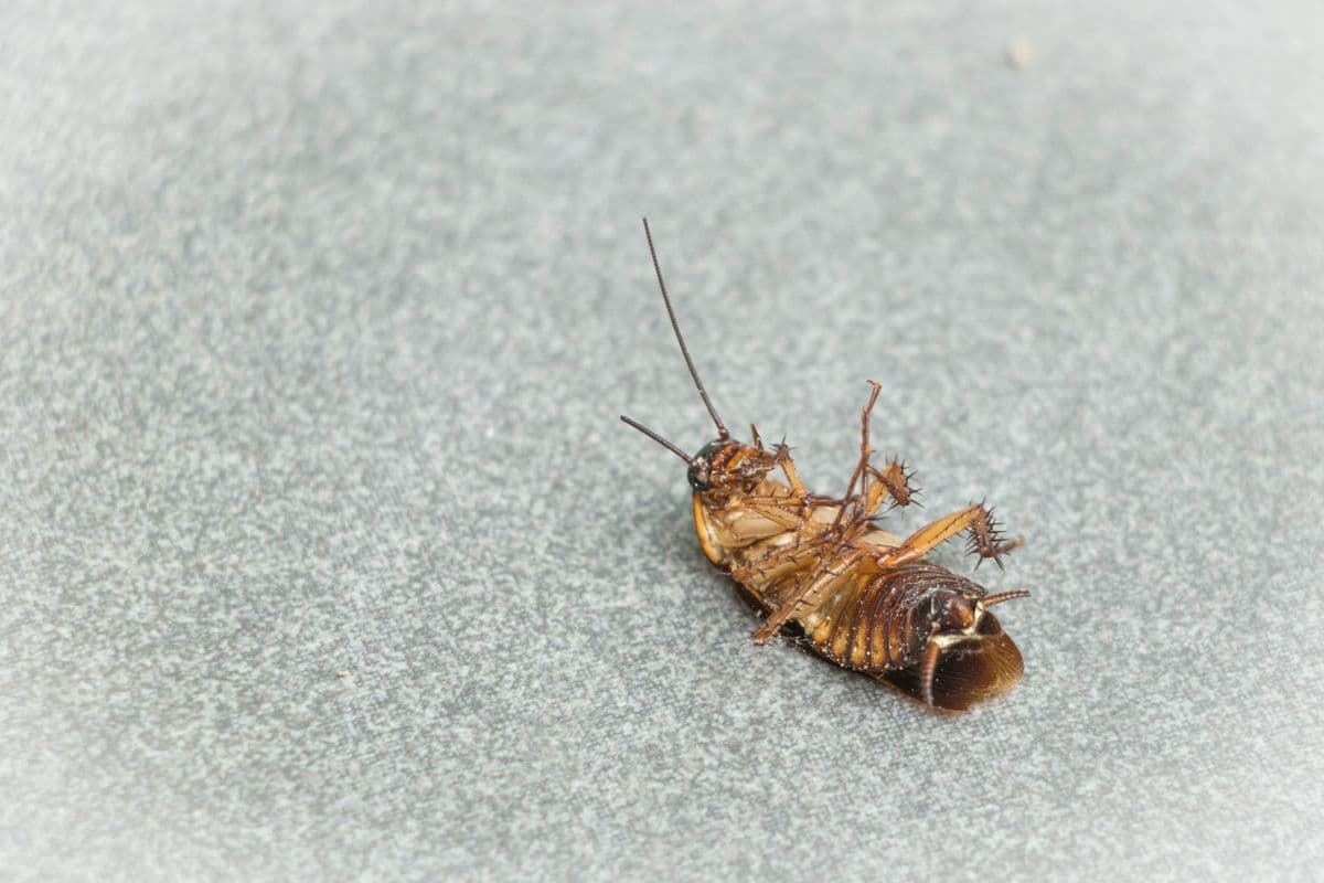 Insect control in Bude, Launceston and Holsworthy