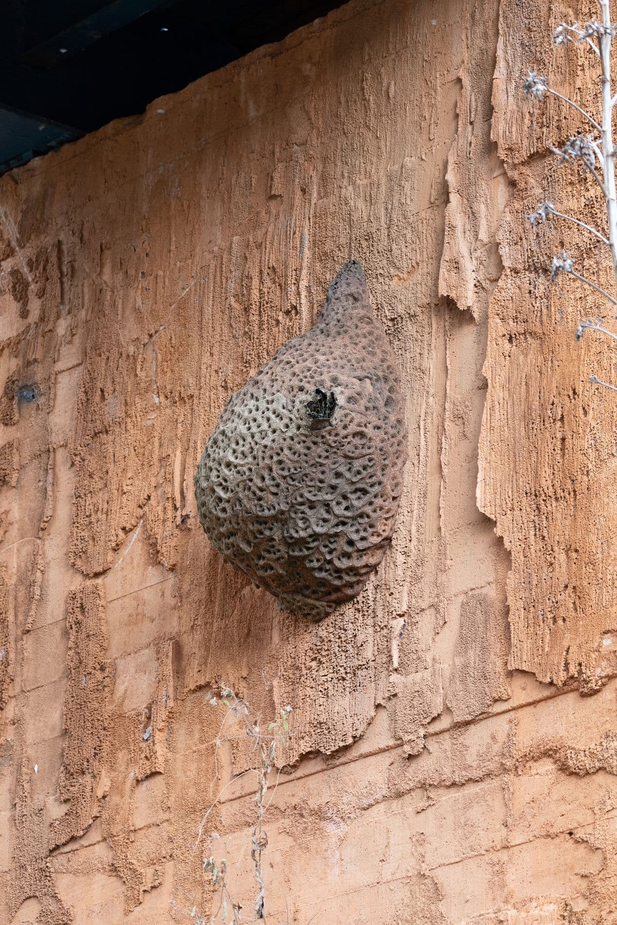 What to do if you find a wasp nest