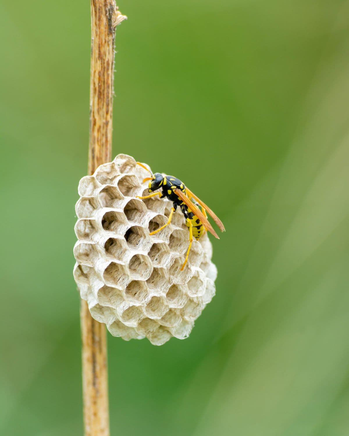 Signs of a wasp nest