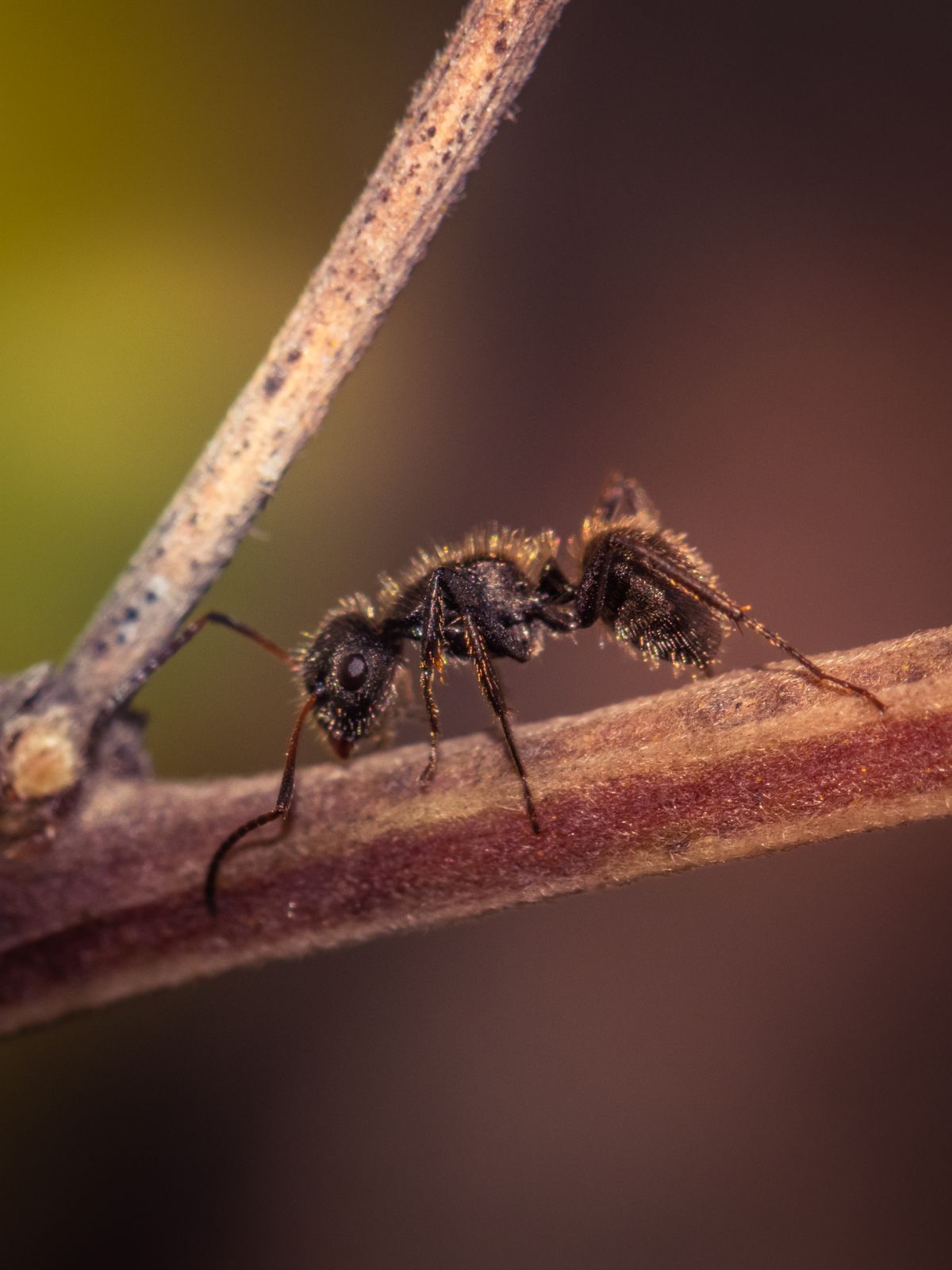 Ant control