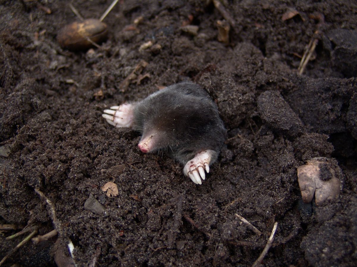 Mole control