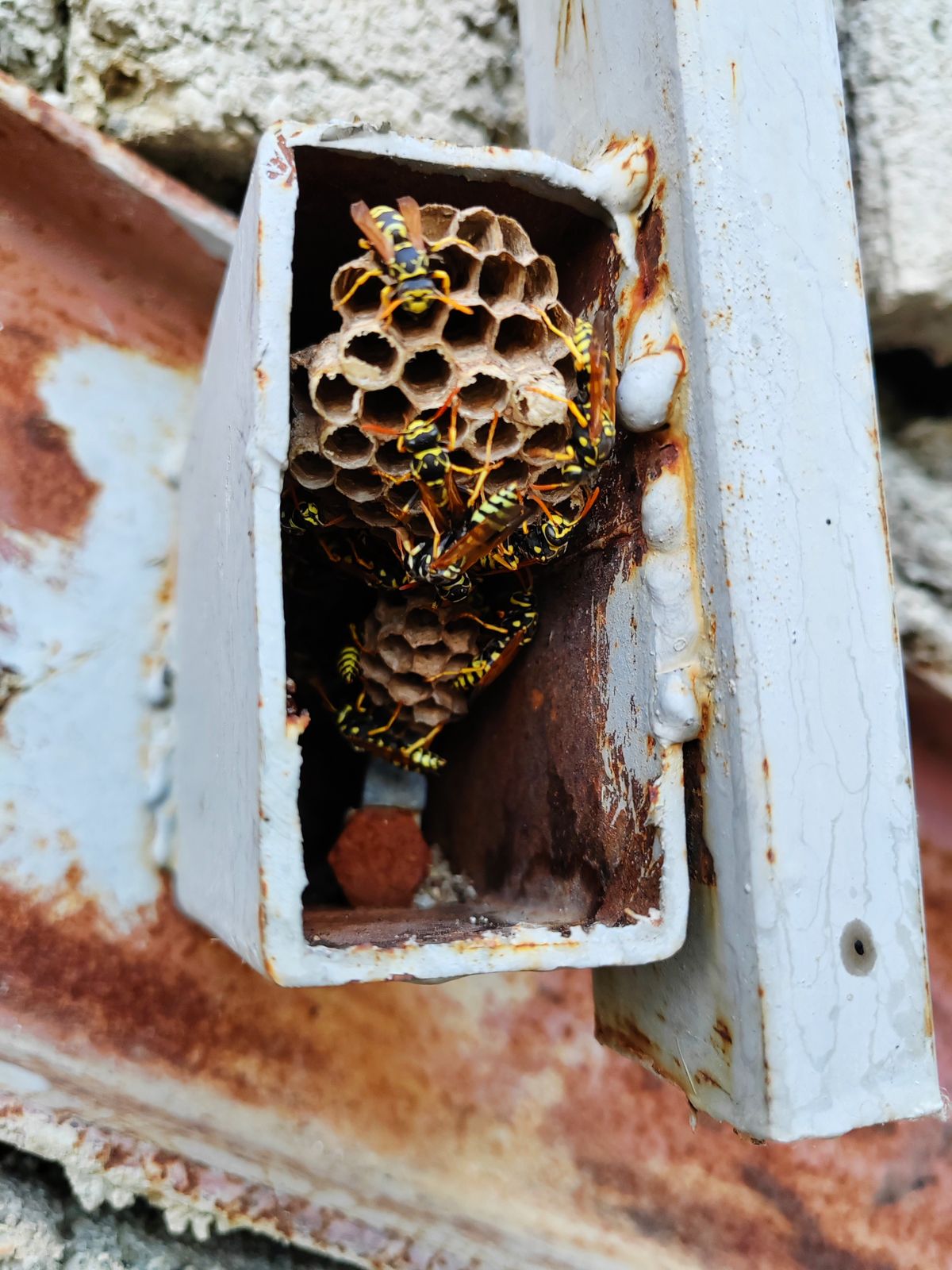 Wasp nest removal